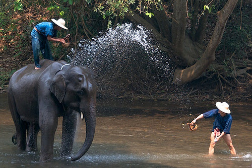 Reinigung Ihres Elefanten
